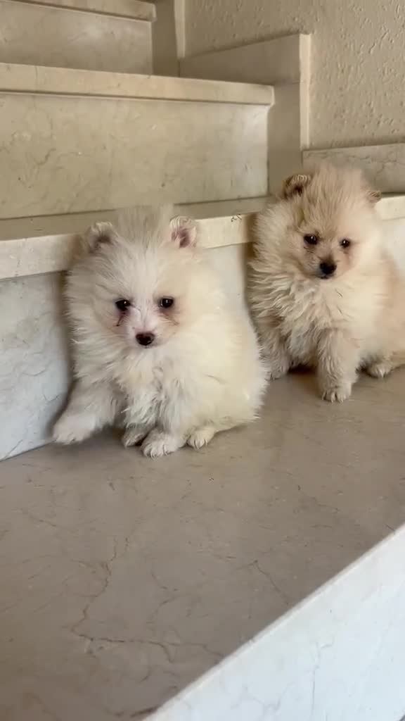 Pomerania perros en venta: Lulú de pomerania toys - Video 1