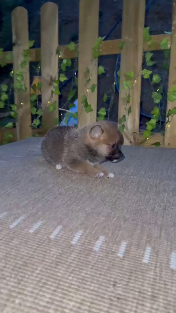 Shiba Inu perros en venta: Shiba Inu espectaculares  - Video 2