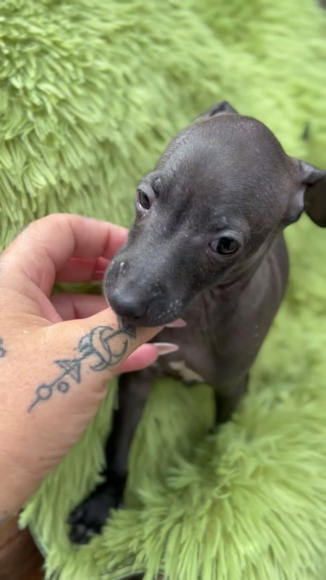 Pequeño Lebrel Italiano perros en venta: Piccolo  gris humo  - Video 1