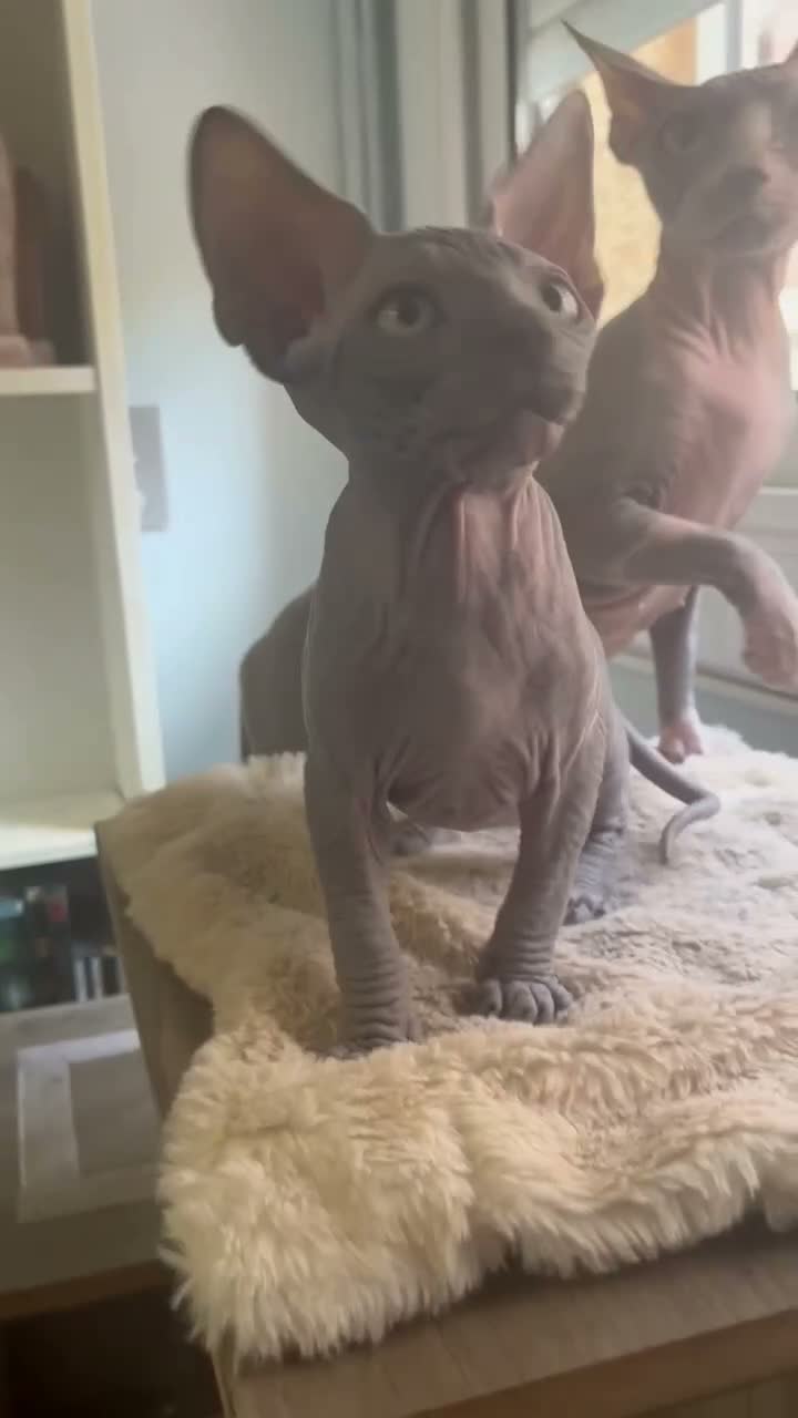 Sphynx gatos en venta: Sphynx - Video 1
