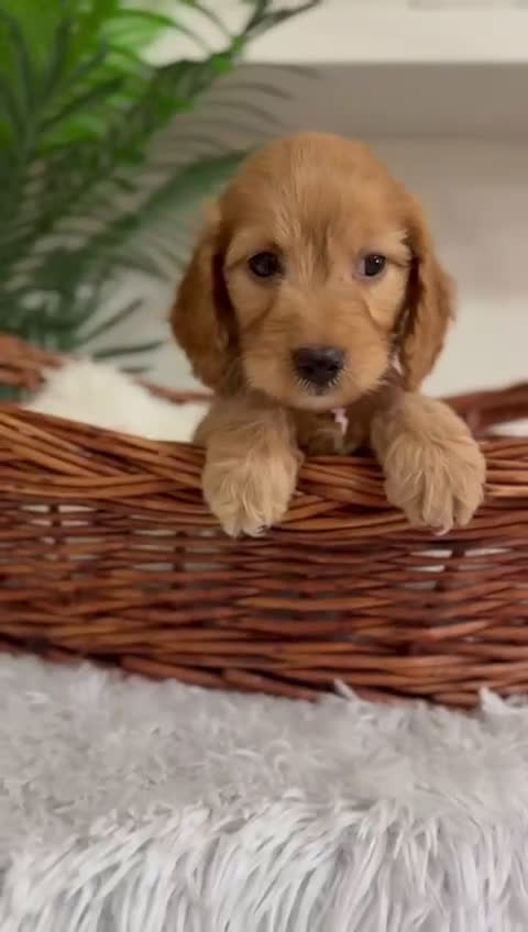 Otras razas perros en venta: COCKAPOO - Video 1