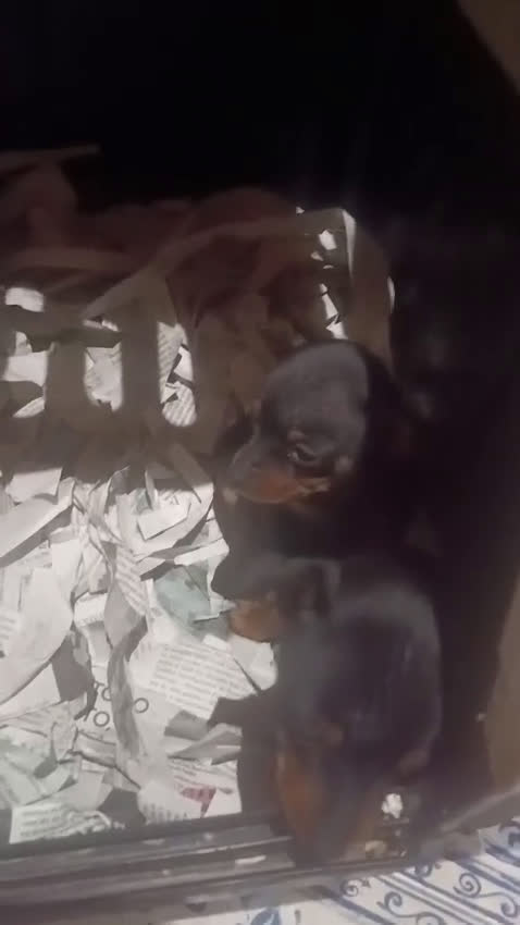 Pinscher Miniatura perros en venta: Cachorros de mini piña Her Toy  - Video 1