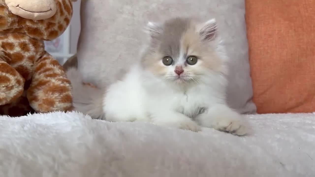 Británico de Pelo Corto gatos en venta: 🐱GATITOS BRITISH DISPONIBLES – ÚLTIMAS RESERVAS🐱 - Video 3