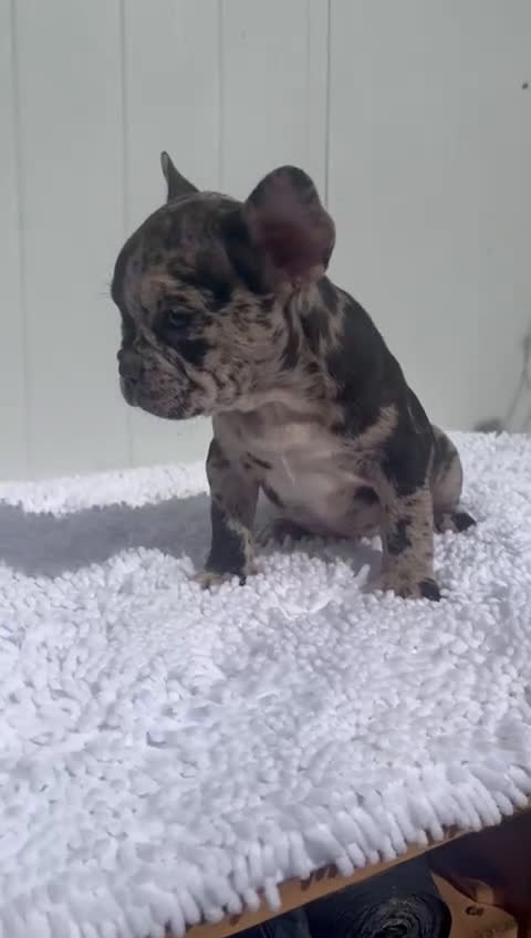 Bulldog Francés perros en venta: Macho de Bulldog Frances merle cachorro - Video 1