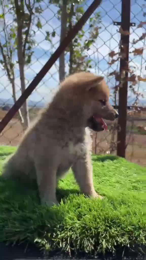 Shiba Inu perros en venta: Shiba Inu machos  - Video 1