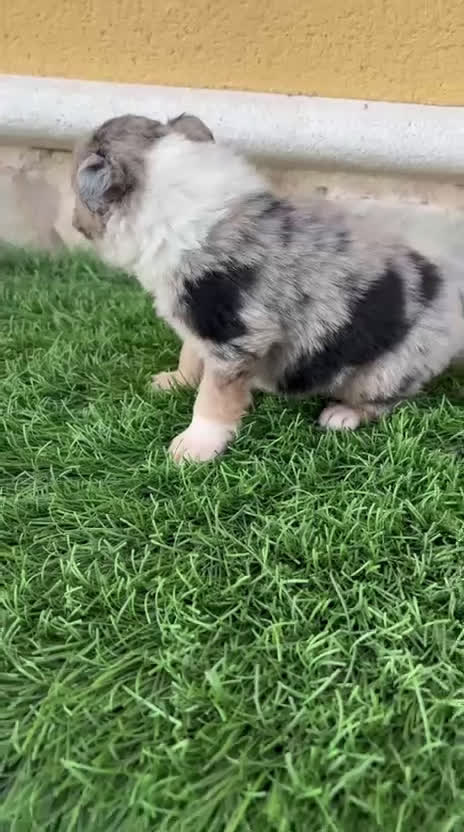 Border Collie perros en venta: Impresionantes Border Collie varios colores  - Video 4