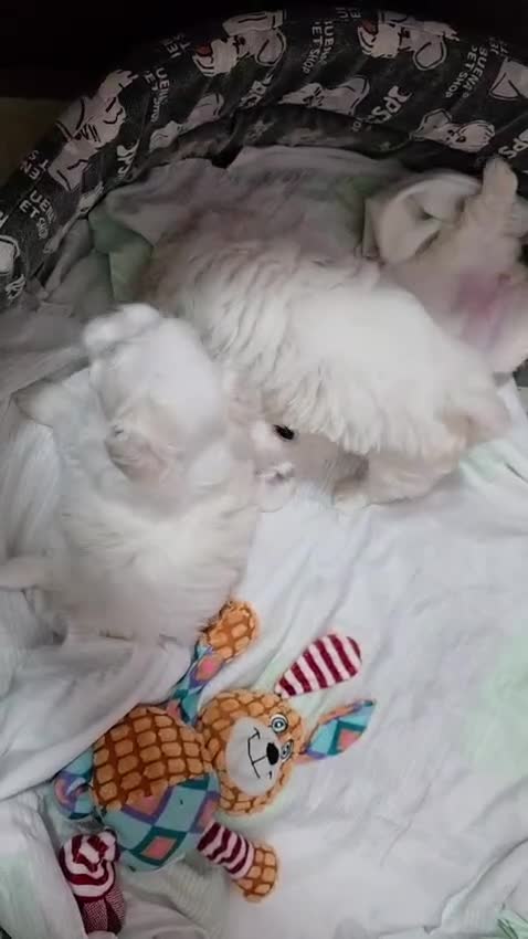 Bichón Maltés perros en venta: Bichón maltés Toy Línea Americana preciosas hembra - Video 1