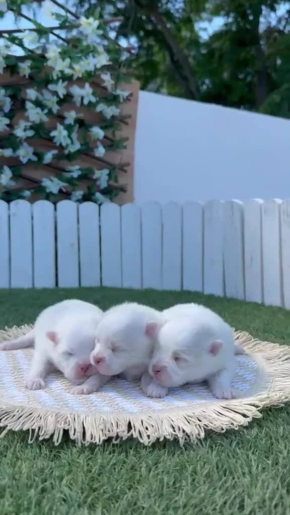 Pomerania perros en venta: POMERANIA 💙🤍 - Video 1