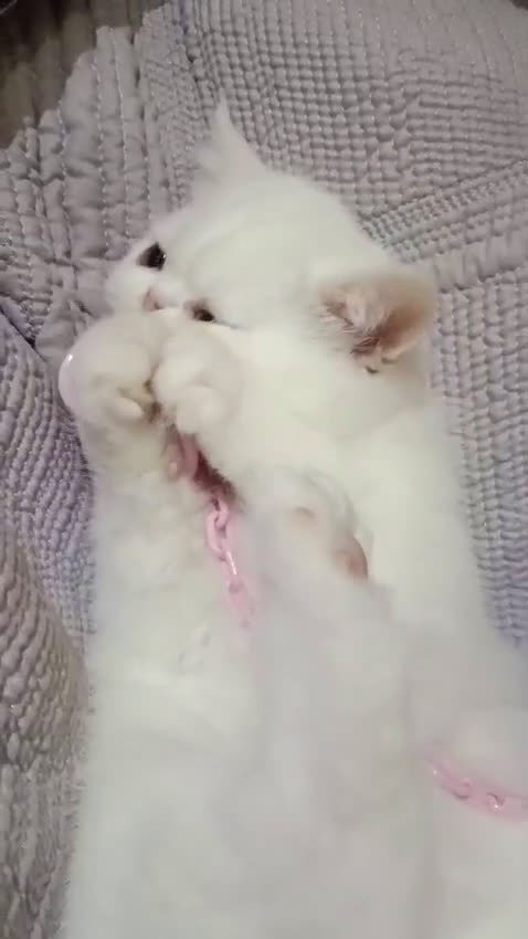 Exótico de Pelo Corto gatos en venta: Persa pelo corto - Exotico - Video 1