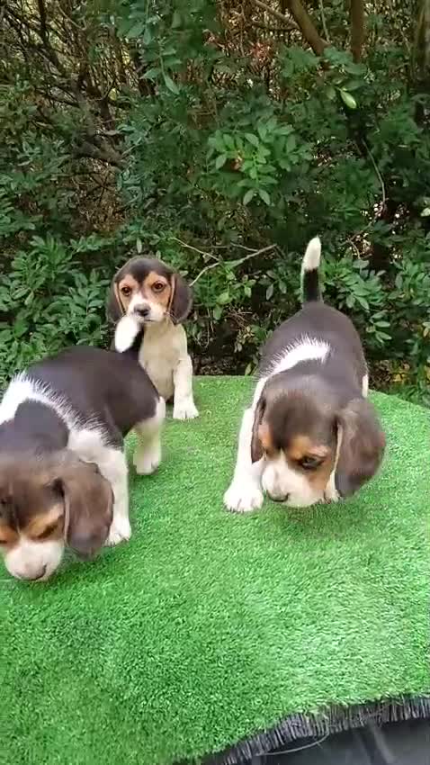 Beagle perros en venta: Cachorros de beagle tricolor  en Madrid - Video 1