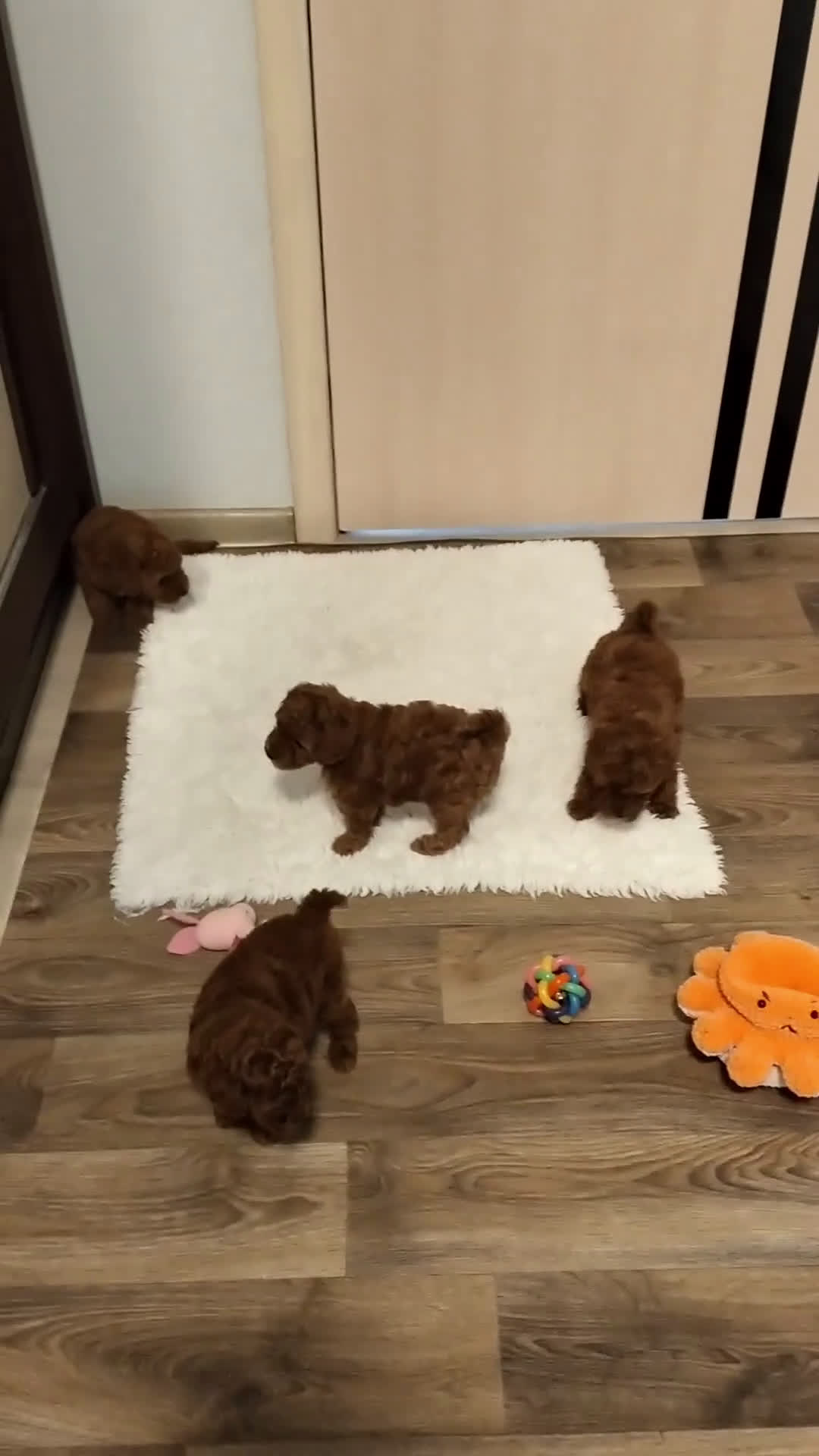 Caniche Toy perros en venta: caniche toy asiáticos  - Video 1