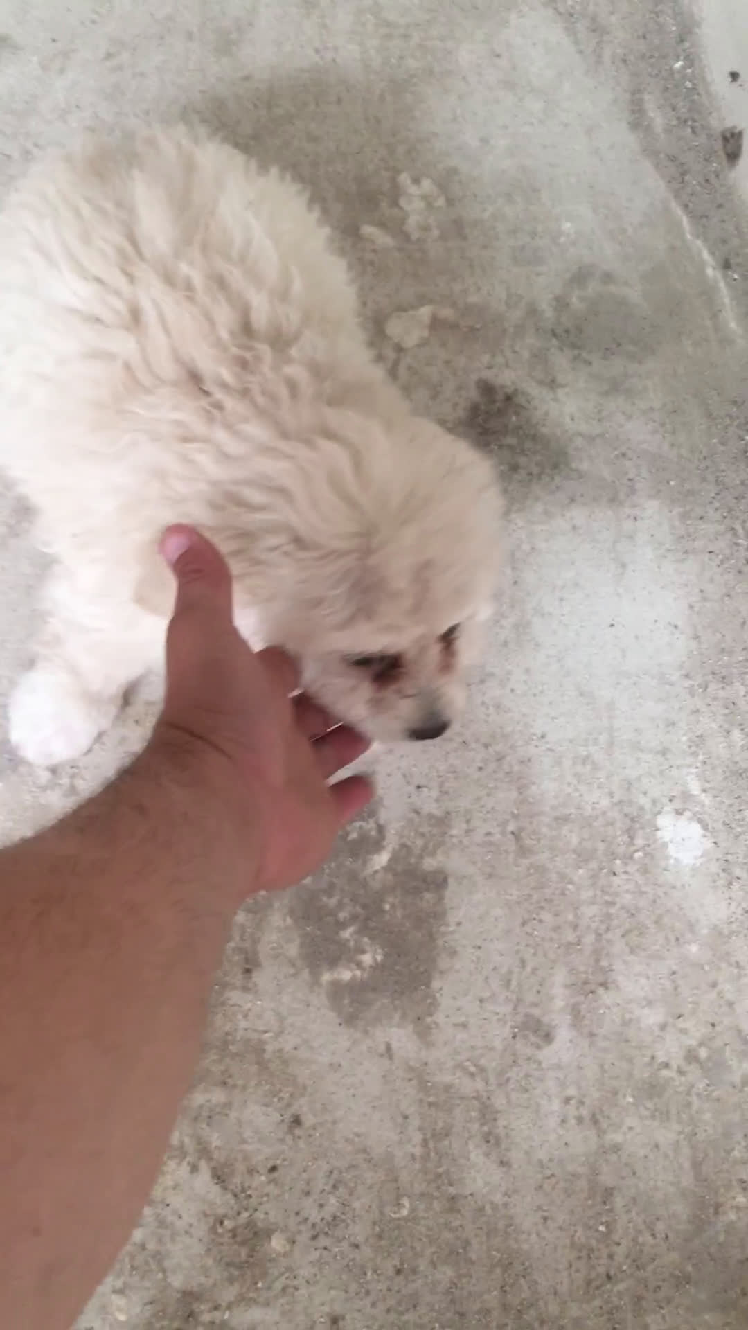 Maltipoo perros en venta: MALTIPOO  - Video 2