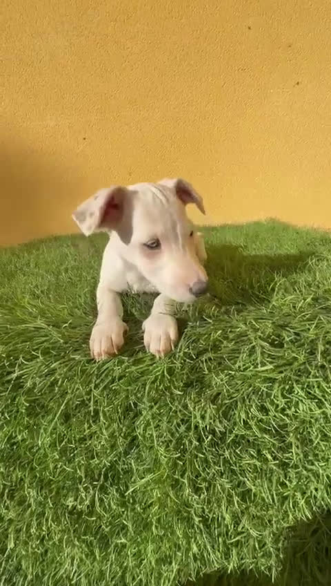 Jack Russell Terrier perros en venta: Hembra Jack Russell Terrier ojo azul pata corta  - Video 1