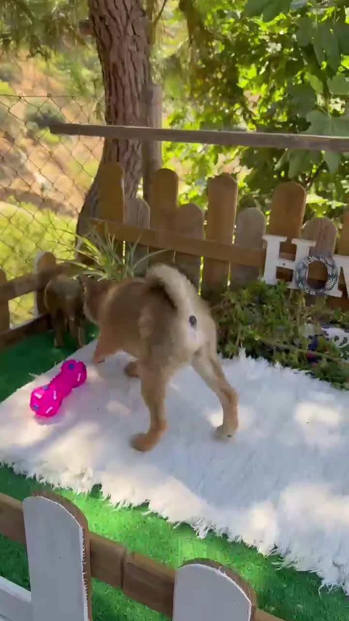 Shiba Inu perros en venta: Shiba Inu espectaculares Hembras Preciosos  - Video 1