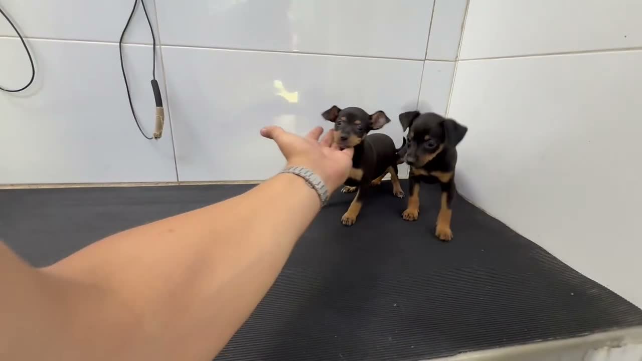 Pinscher Miniatura perros en venta: Cachorros Mini Pinscher 500€ ¡PRECIO REAL!   - Video 1