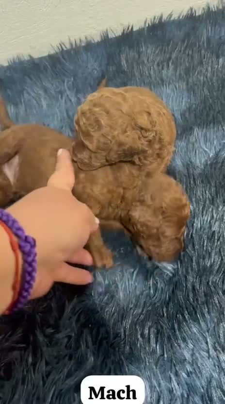 Caniche Toy perros en venta: CANICHE TOY ROJO PIMENTÓN - Video 1