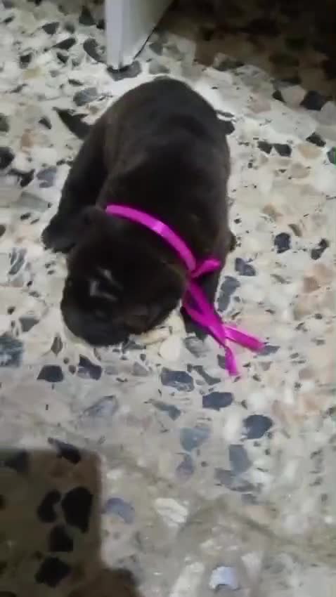 Shar Pei perros en venta: Se vende cachorros shar pei - Video 4