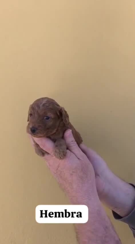 Caniche Toy perros en venta: Machos y hembras de caniche toy rojo y apricot - Video 2