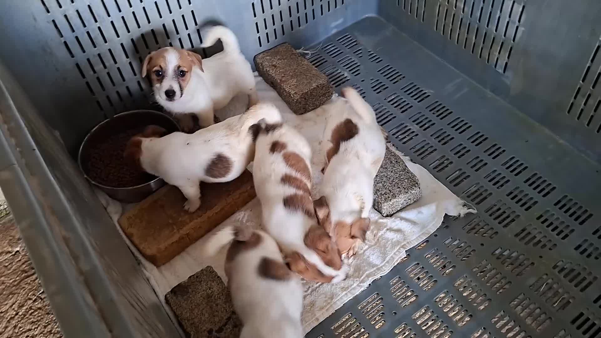 Jack Russell Terrier perros en venta: CACHORROS DE JACK RUSSELL - Video 1