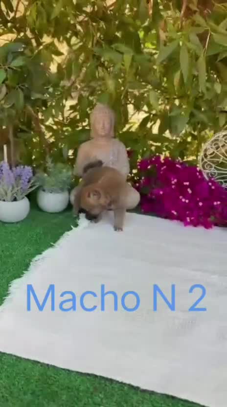 Shiba Inu perros en venta: Shiba Inu rojos y negros preciosos  - Video 2