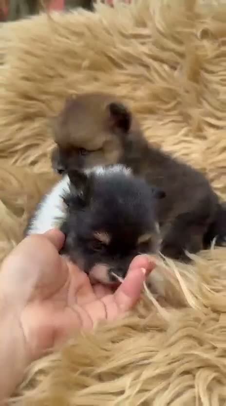 Pomerania perros en venta: Preciosos pomeranias  - Video 1