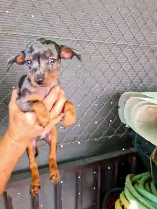 Pinscher Miniatura perros en venta: Mini pinscher  - Video 2
