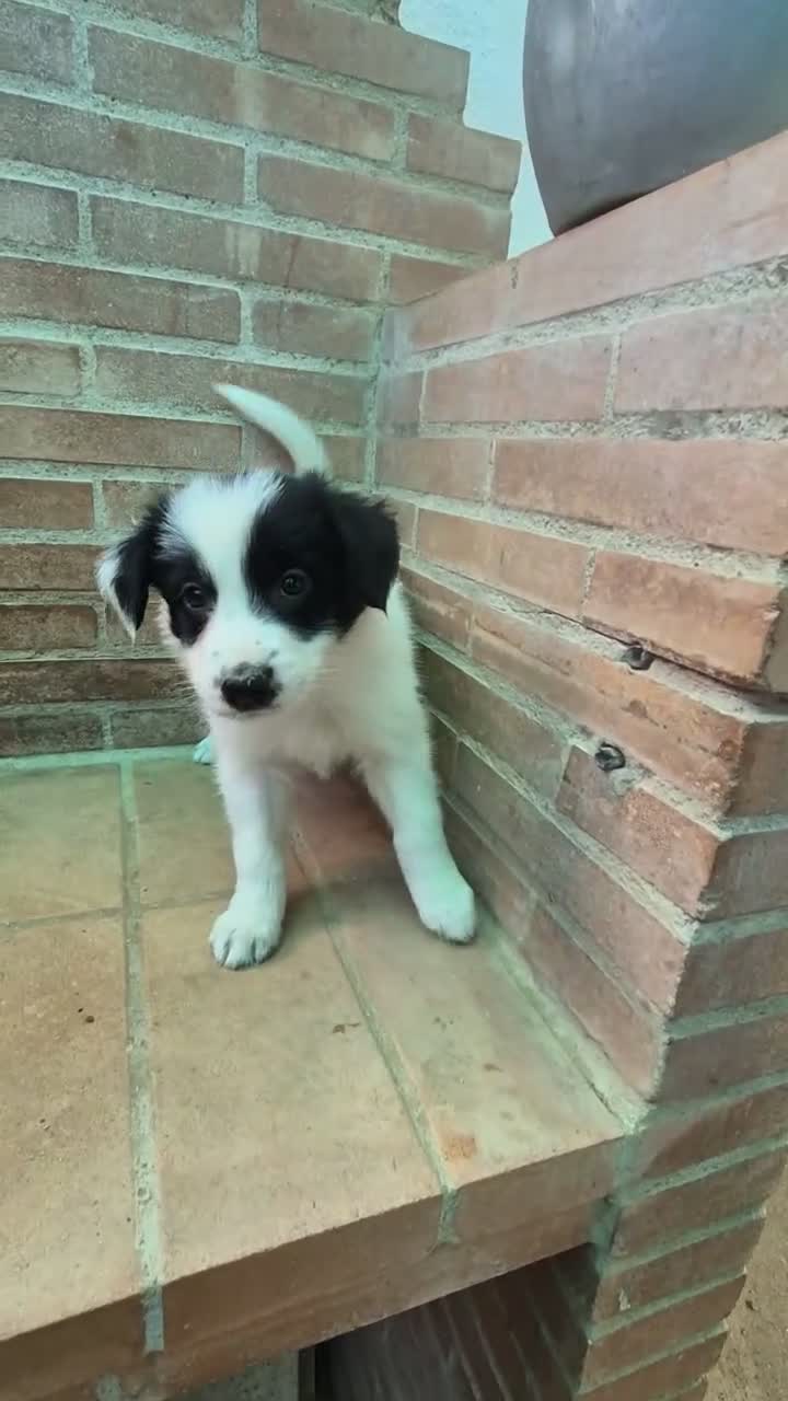 Border Collie perros en venta: Border collie negro y blanco - Video 3