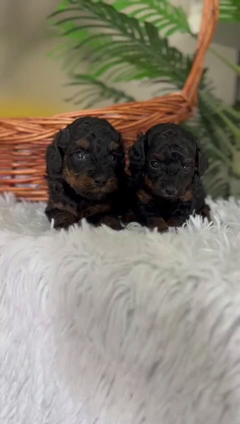 Caniche Toy perros en venta: CANICHE TOY HEMBRA - Video 2