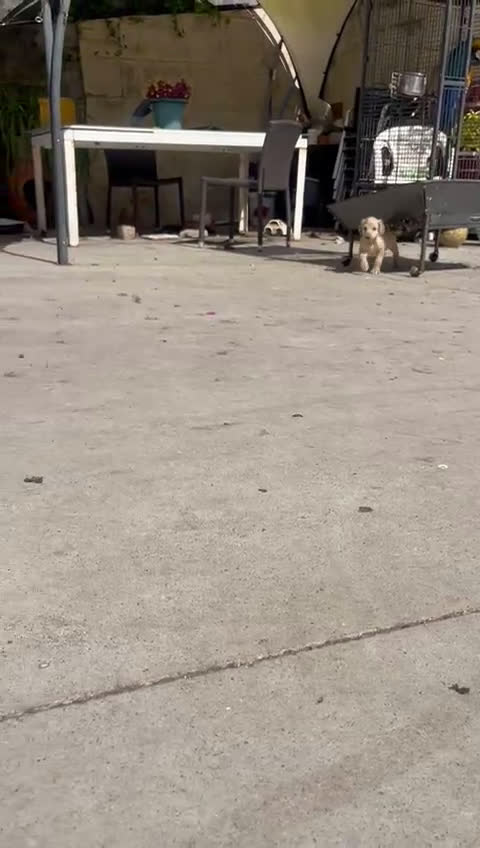 Galgo Afgano perros en venta: Galgo afganos disponible maravillosos  - Video 2