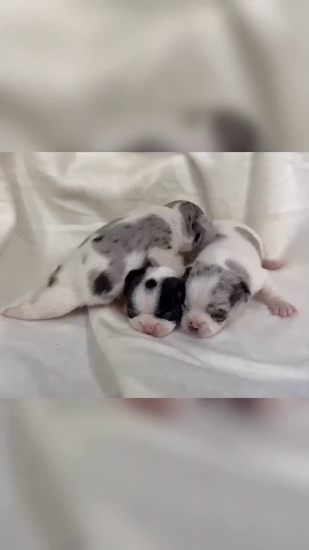 Chihuahua perros en venta: Chihuahua - Video 1