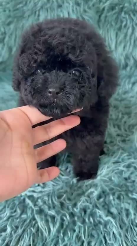 Caniche Toy perros en venta: Caniche toy🐾 - Video 1