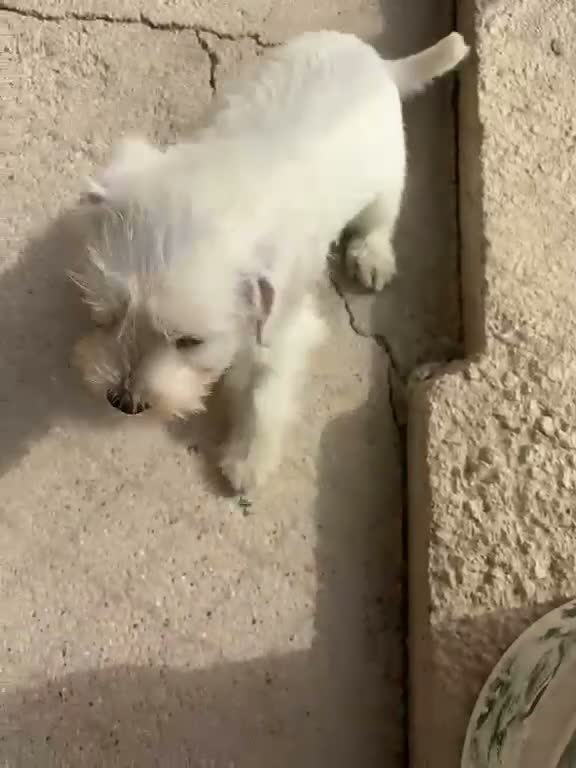 Schnauzer Miniatura perros en venta: CACHORRAS DE SCHNAUZER MINIATURA  - Video 1