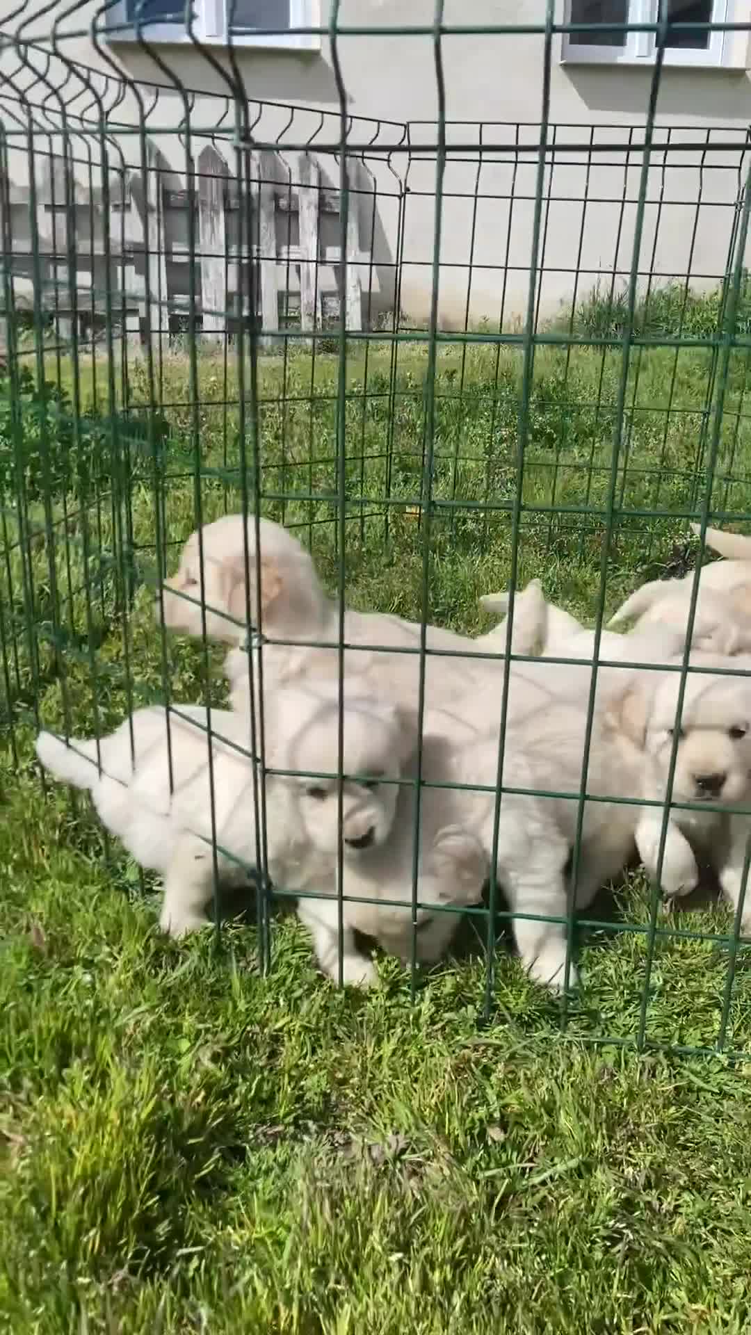 Golden Retriever perros en venta: Golden Retriever ¡PRECIO REAL! - Video 1