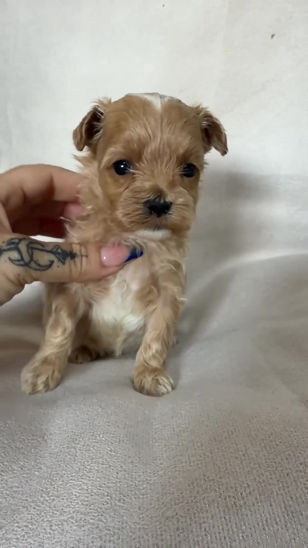 Maltipoo perros en venta: Maltipoo Minitoy  - Video 1