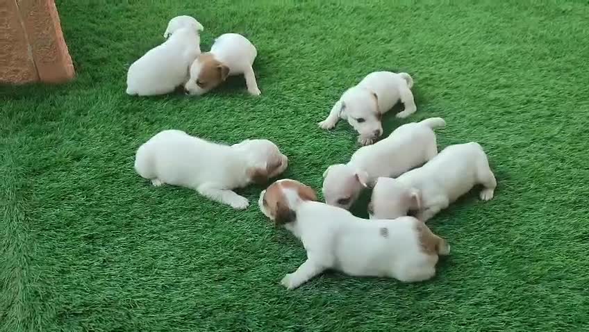 Jack Russell Terrier perros en venta: Jack russell terrier  - Video 1