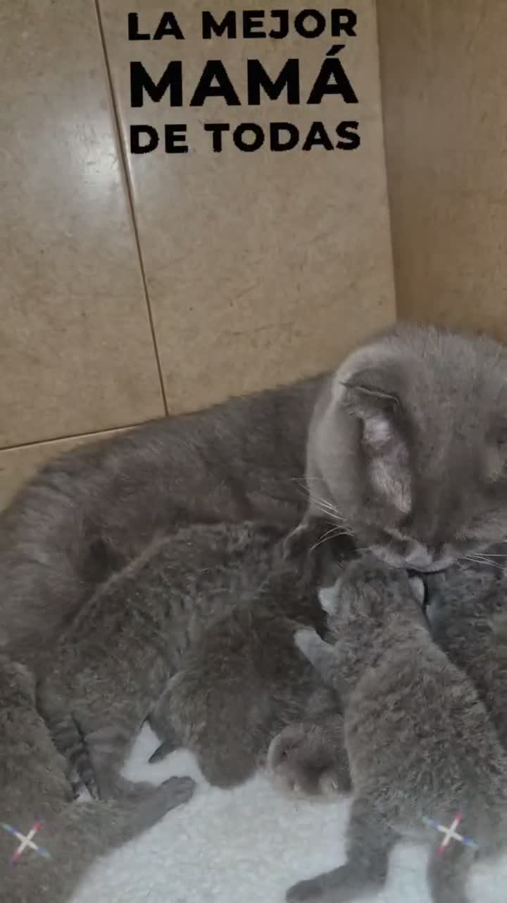 Británico de Pelo Corto gatos en venta: GATOS BRITANICO PELO CORTO  (SCOTTISH FOLD) - Video 1