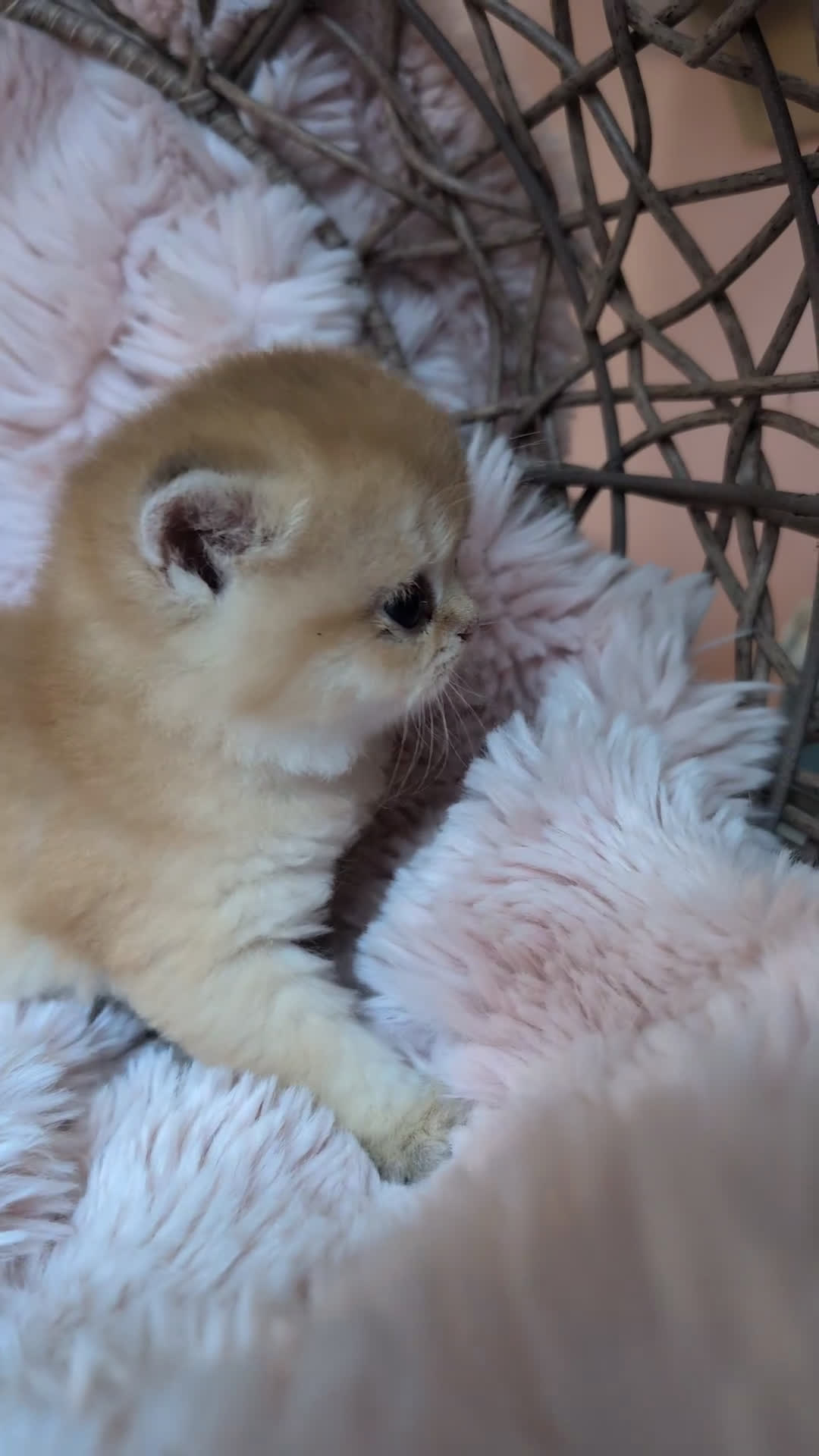 Británico de Pelo Corto gatos en venta: Gatitos British golden de pelo corto - Video 2