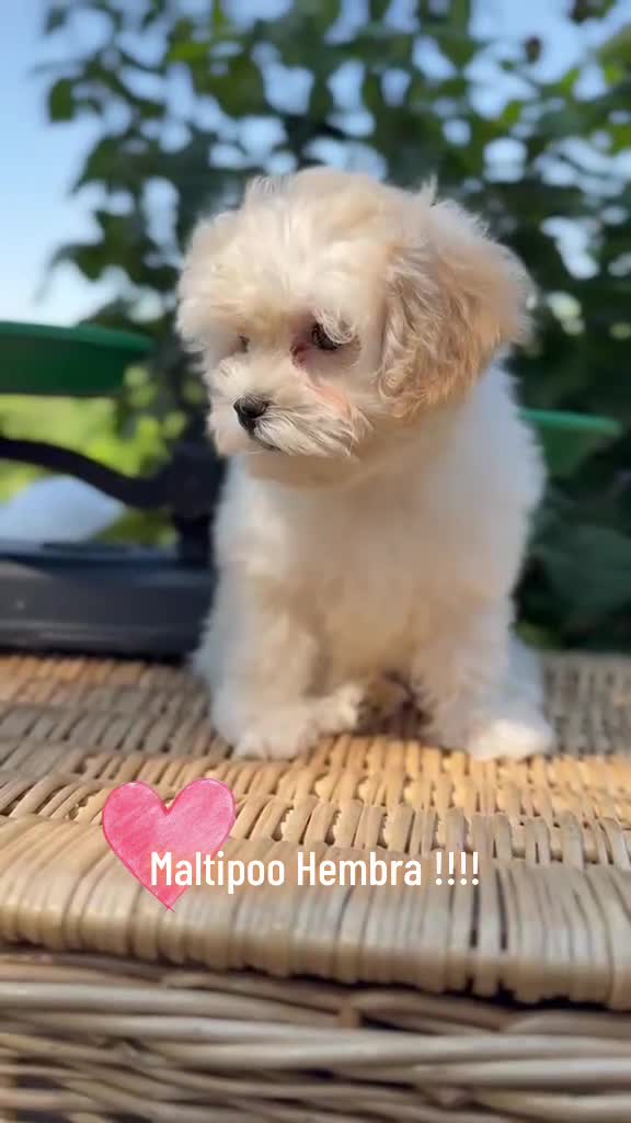 Maltipoo perros en venta: Maltipoo hembra con todas las vacunas !!! - Video 1