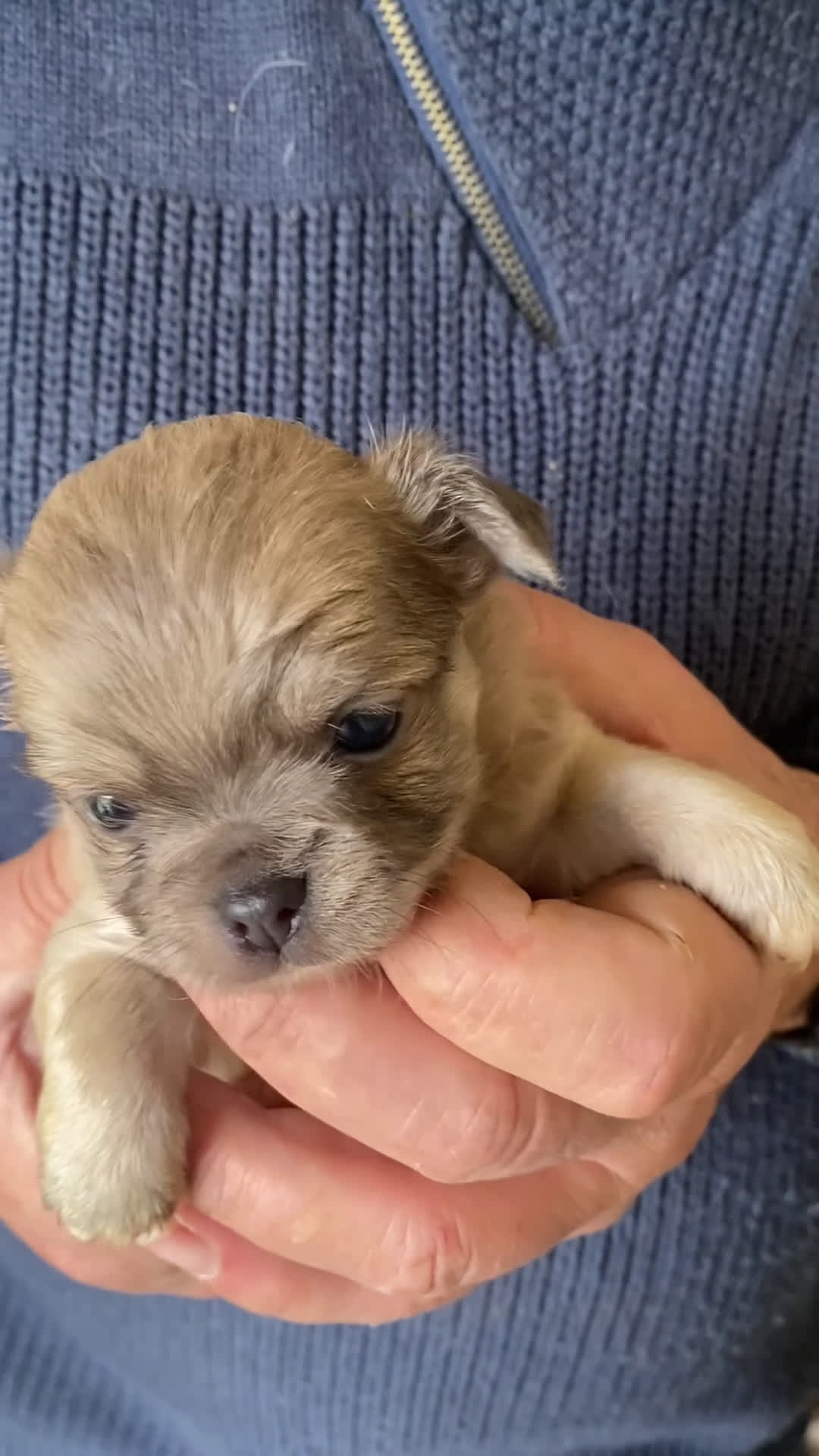 Chihuahua perros en venta: Chihuahuas machitos exoticos - Video 1