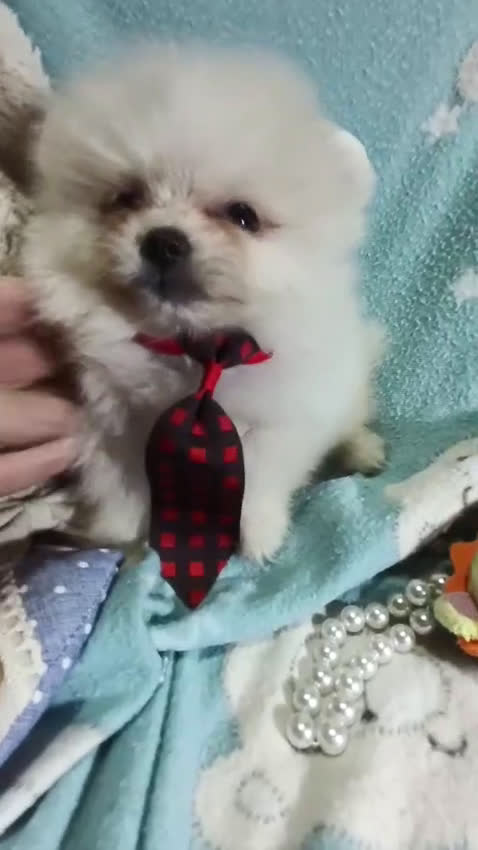 Pomerania perros en venta: ‼️POMERANIAS AMERICANOS - Video 2