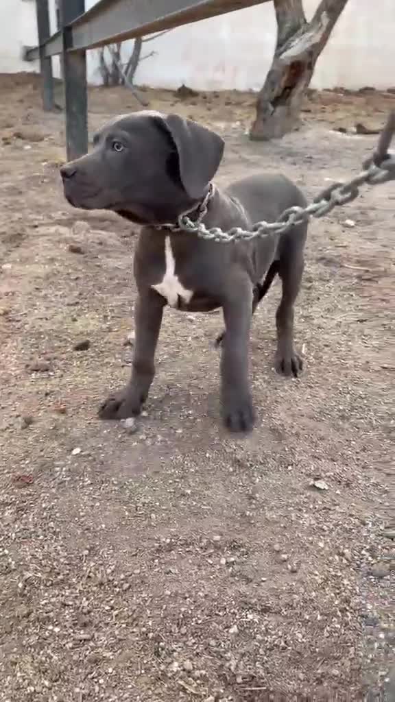 Cane Corso perros en venta: Cane corsos también merles - Video 1