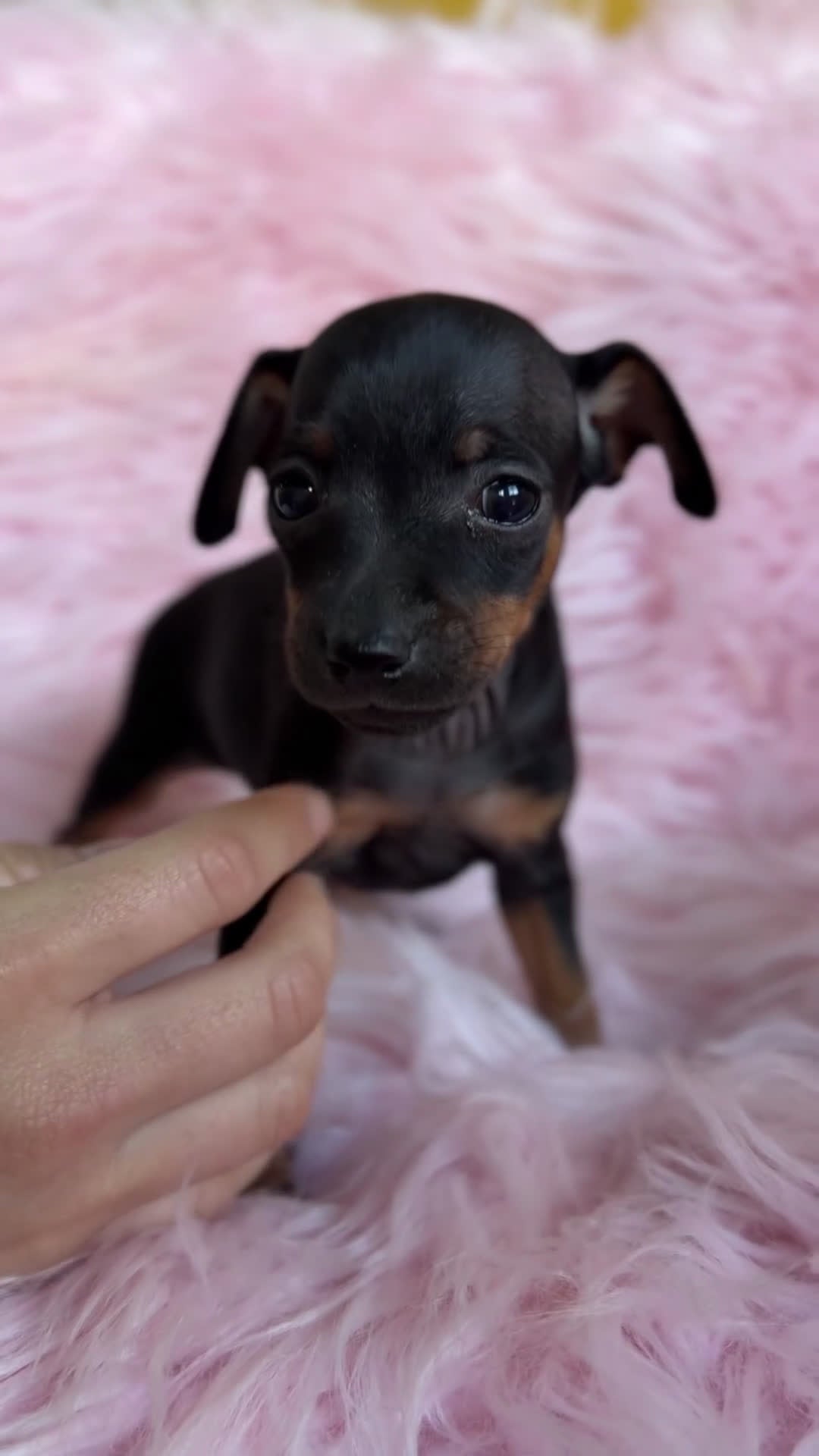 Pinscher Miniatura perros en venta: Minipincher hembra  - Video 1