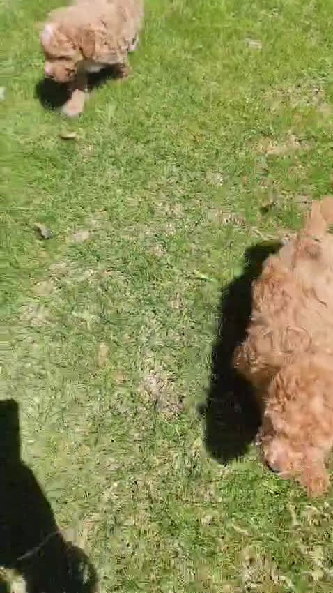 Caniche Toy perros en venta: Caniche toy  - Video 1