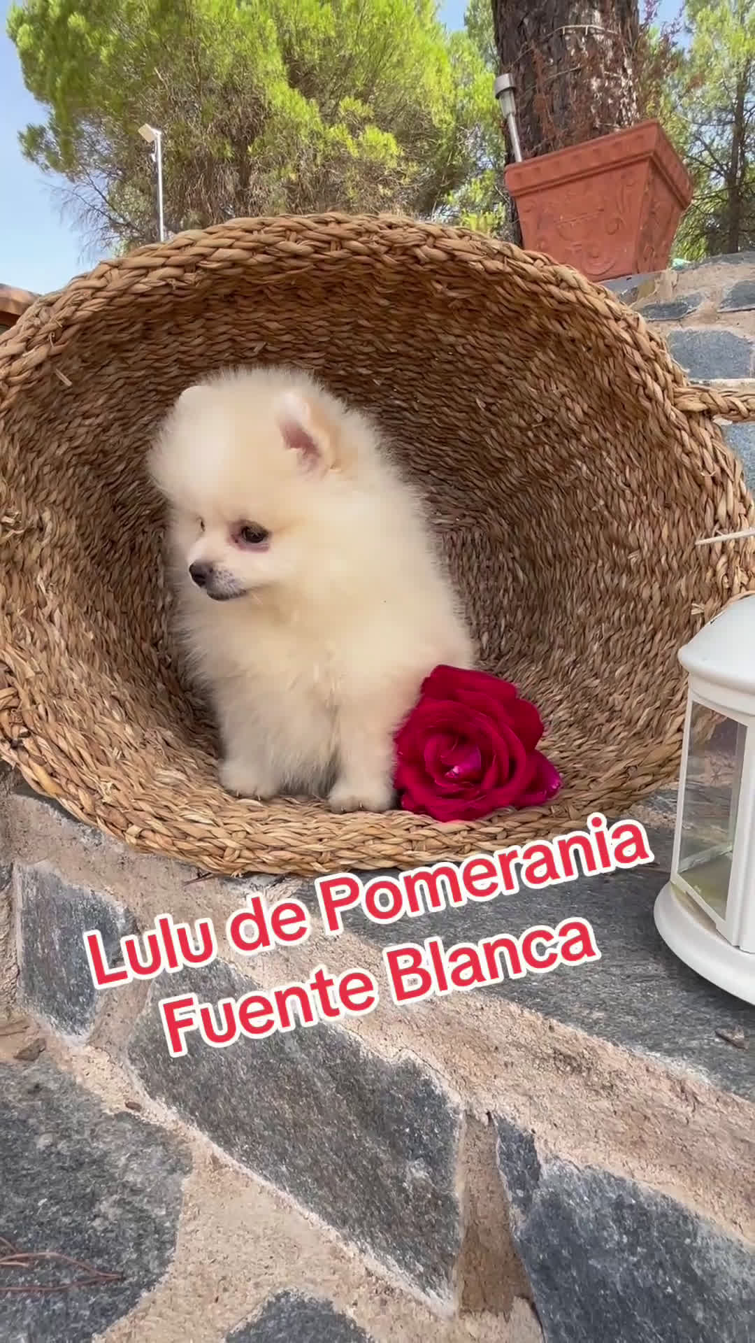 Pomerania perros en venta: Pomerania listo para entregar  - Video 1