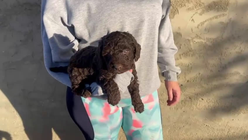 Perro de Agua Español perros en venta: Machito perro de aguas 🤎 - Video 2