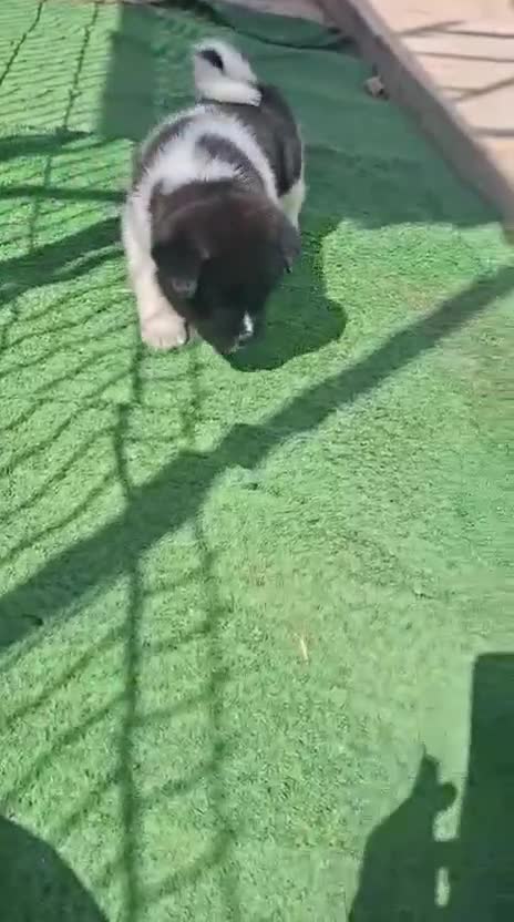 Akita Inu perros en venta: Akita Inu  - Video 1