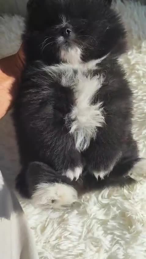 Spitz pequeño - Kleinspitz perros en venta: SPITZ ALEMÁN MACHO - Video 1