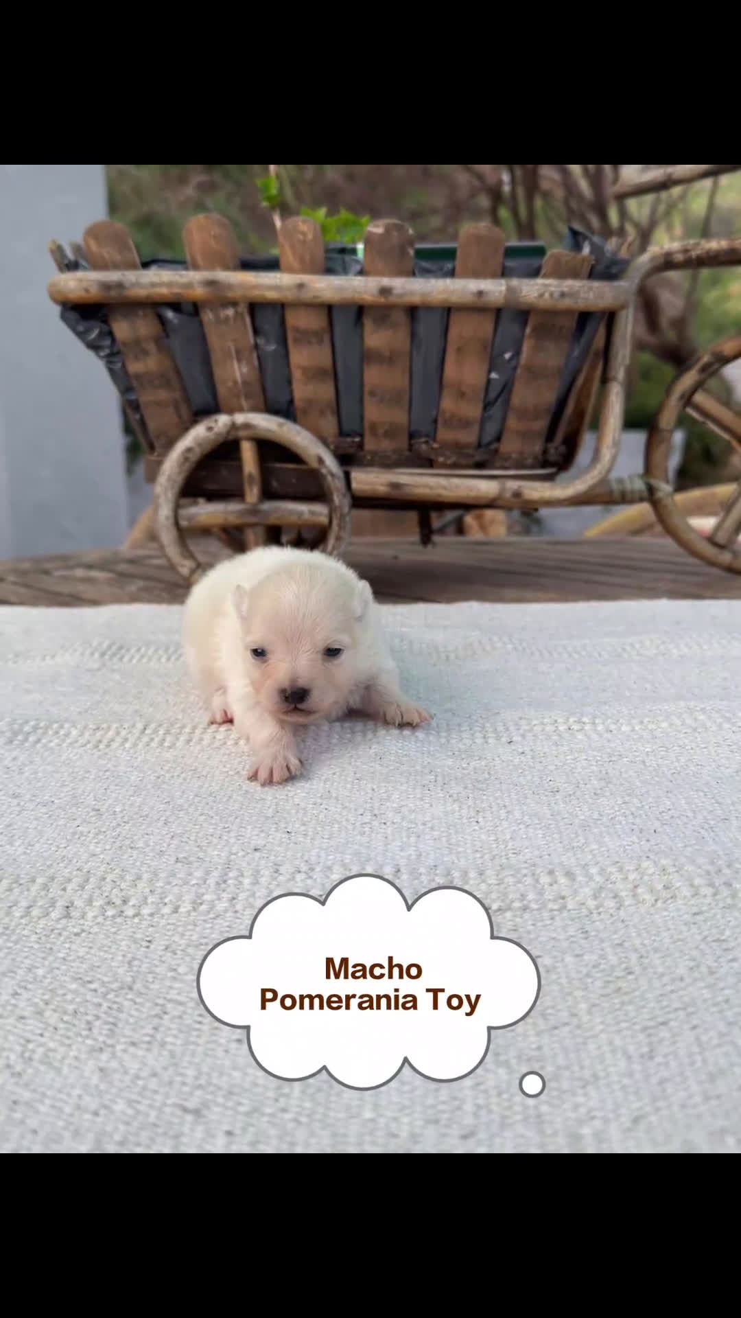 Pomerania perros en venta: Pomerania lulu Toy chatos y peludos bebes  - Video 1