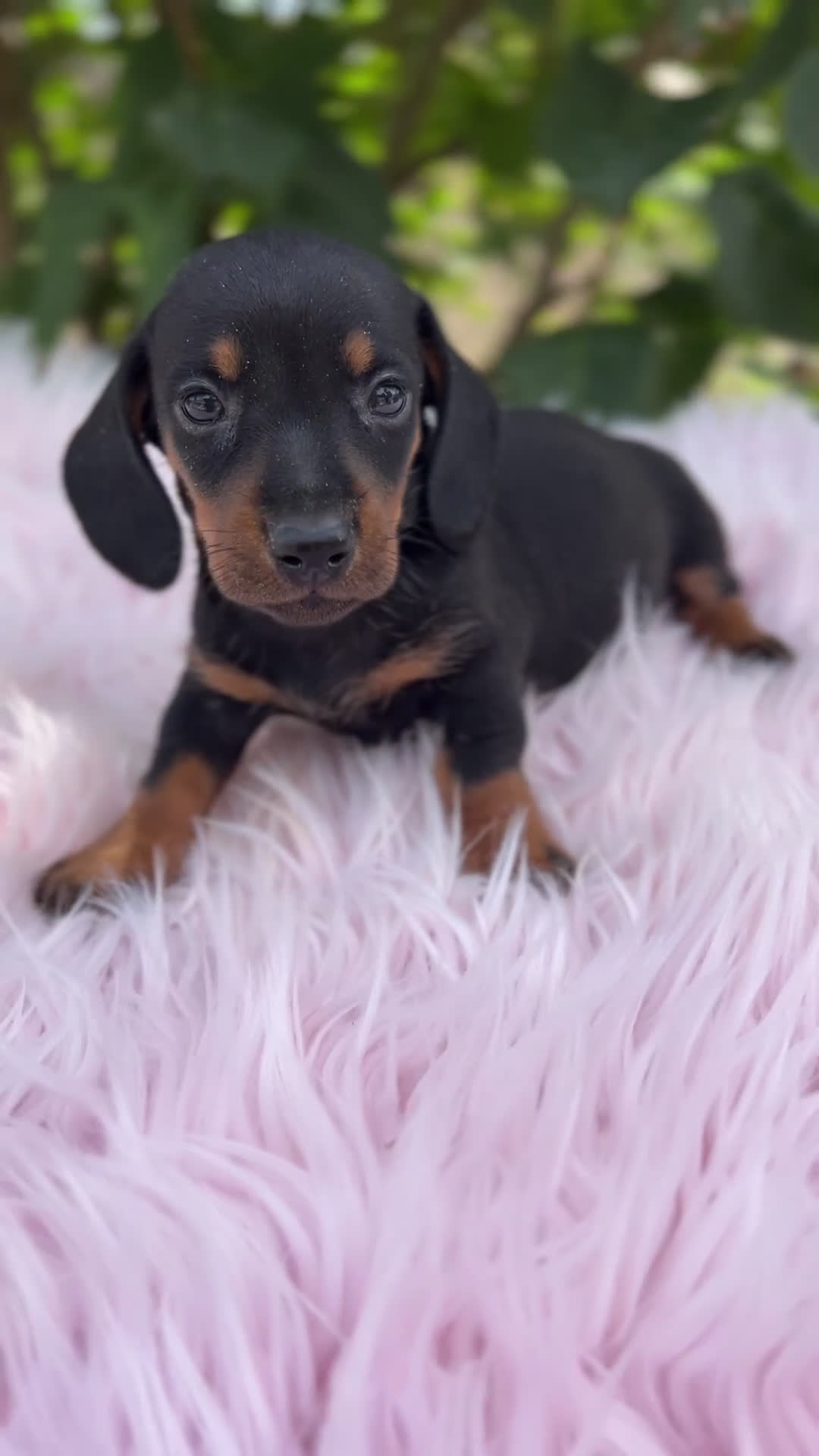 Teckel Miniatura perros en venta: Tecjel negro fuego mini  - Video 1