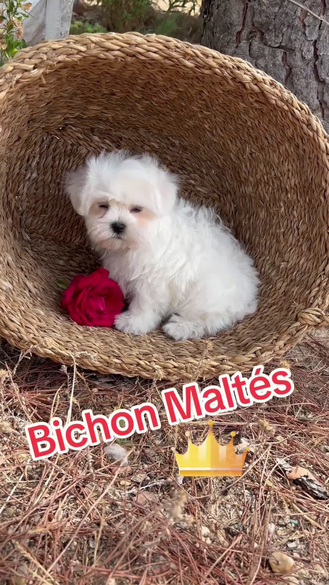 Bichón Maltés perros en venta: Bichon Maltés Macho un encanto!!! - Video 1
